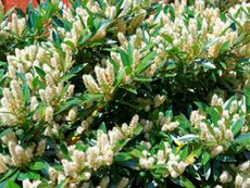 Itea Sweetspire Shrub