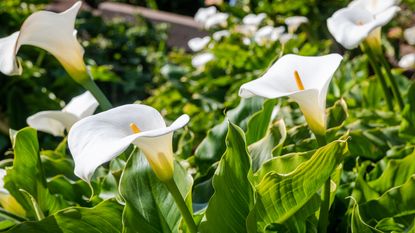 White Calla Lilies Yiming Chen GettyImage 1826185983