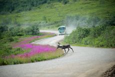 Denali national park caribou
