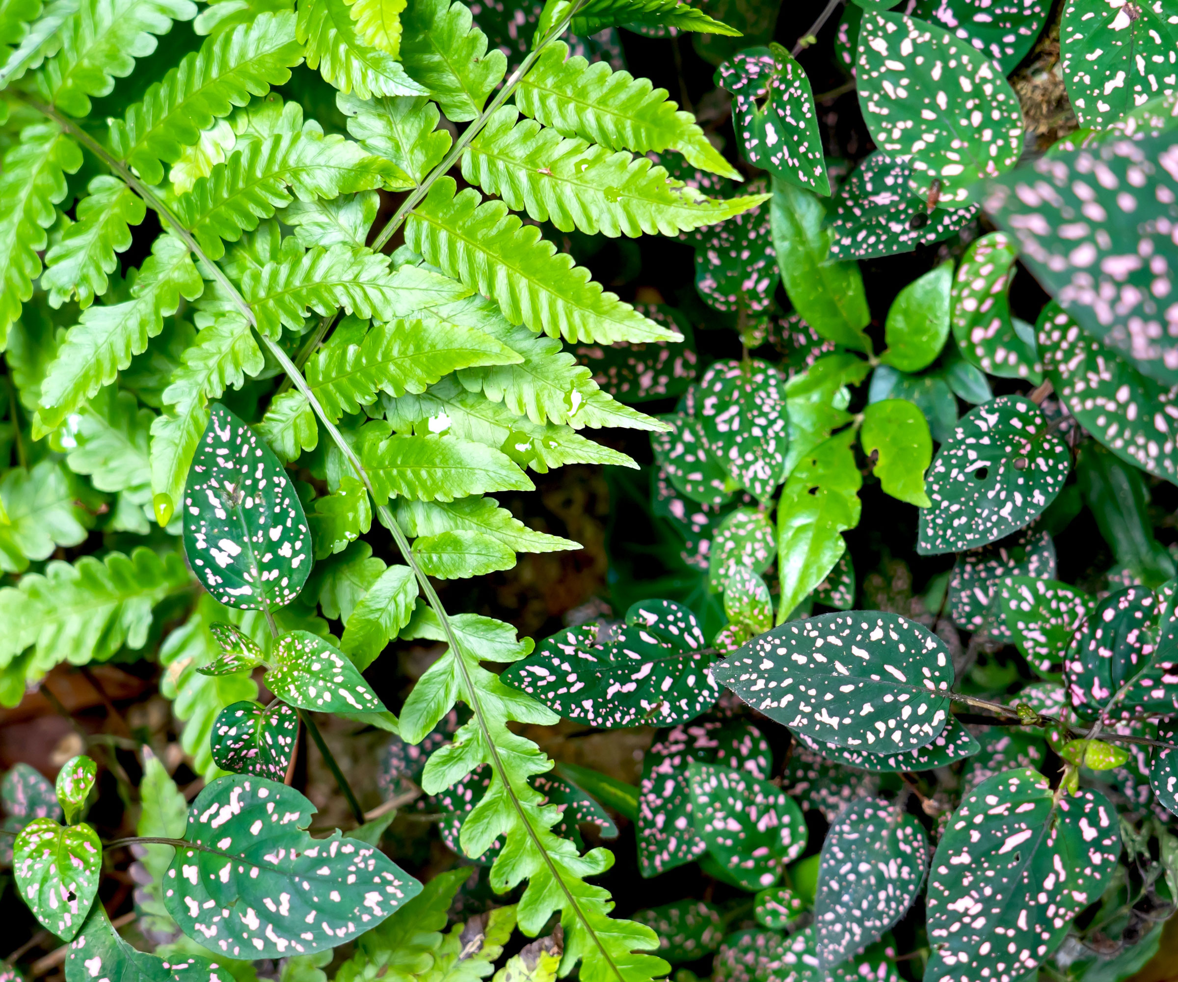 fern and polka dot plant growing together