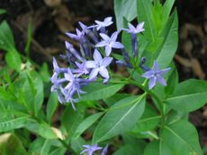 amsonia pot