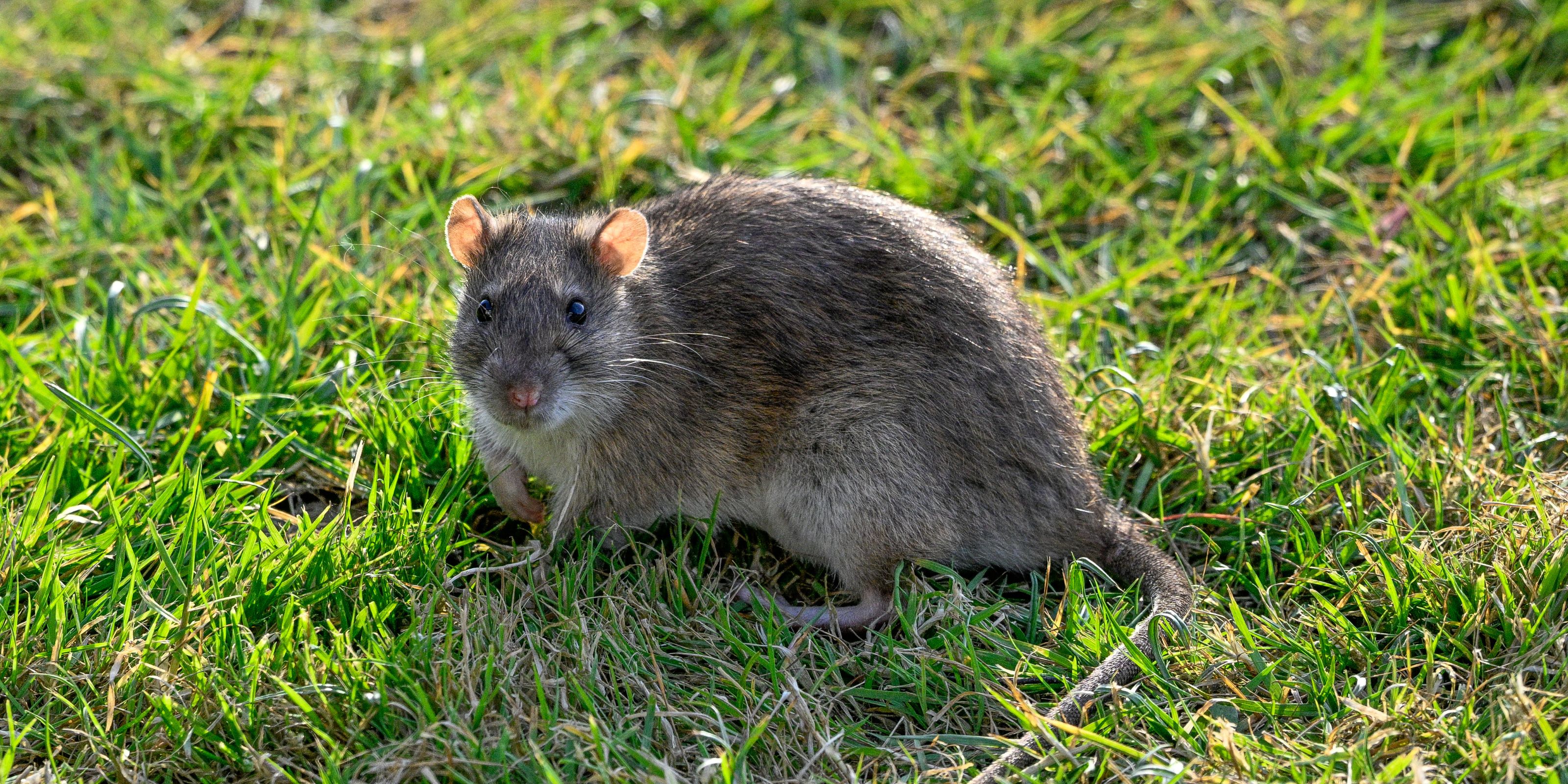A rat on a green lawn