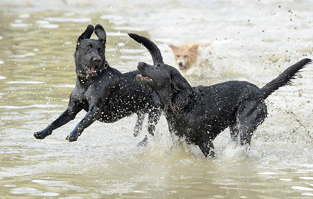 Dogs have fun playing the water jump on the cross-country course after the action had finished