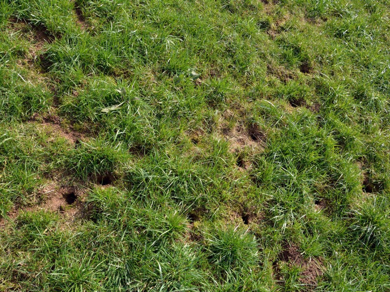 Holes In Green Lawn