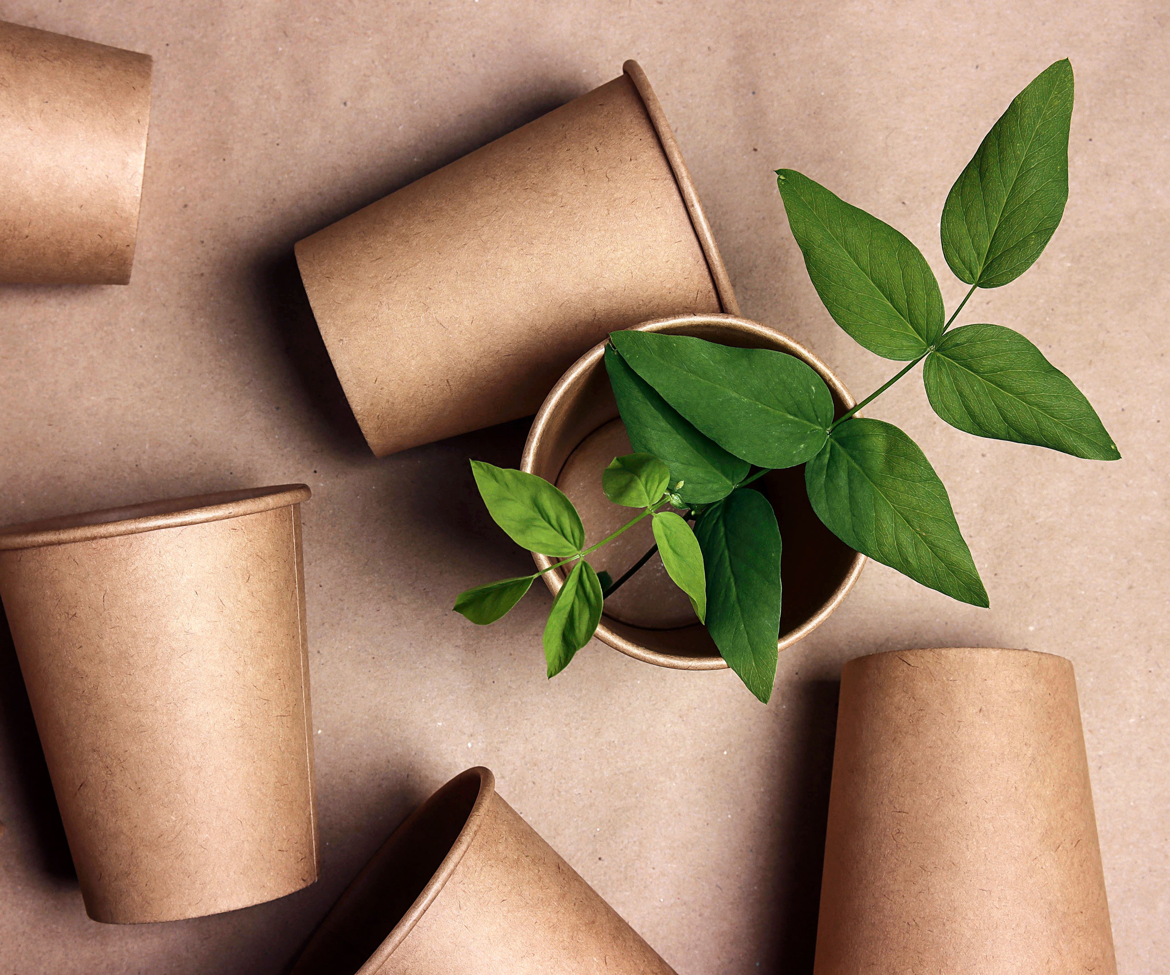 paper coffee cups with a small plant in one