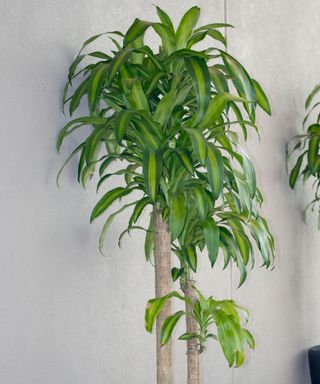 Dracaena fragrans in a pot indoors against a white wall