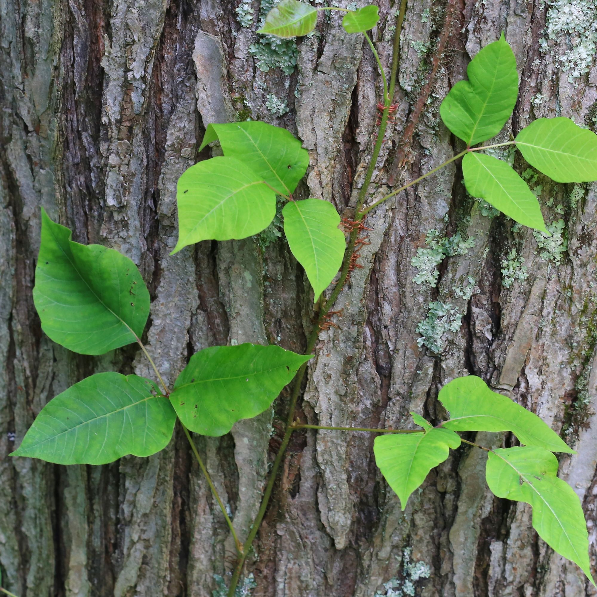 Poison ivy growing on tree trunk