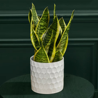 Medium Sansevieria (Snake Plant) in Ceramic Pot: £25 at Marks &amp; Spencer