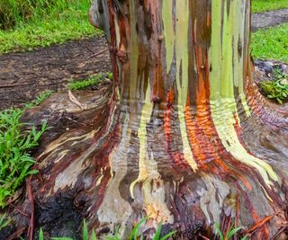 Rainbow tree with green, orange and brown bark