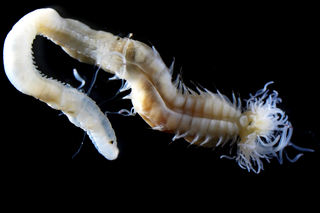 Polycirrus onibi, one of the three new glow-in-the-dark worm species discovered by the researchers.