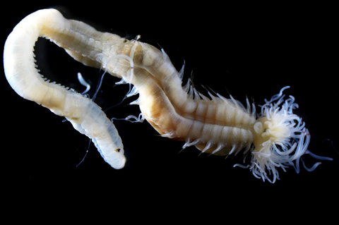 Rare 'demon fire' worms discovered in Japan bear a 'striking ...