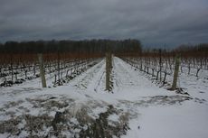 Hidden Bench winter vineyards Canada