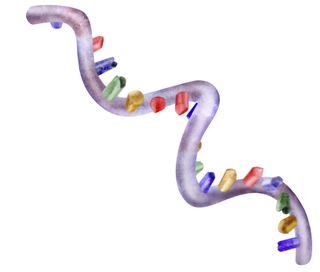 An illustration of an RNA molecule.