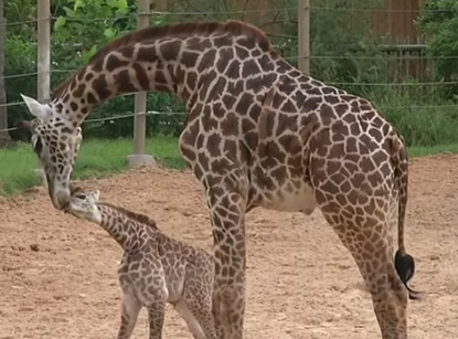 Watch this little baby giraffe awkwardly clomp around the zoo