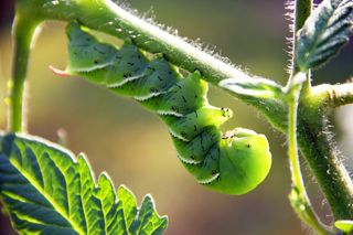 Tomato hornworm hangs upside down from a tomato stem