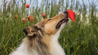 Collie sniffing poppy