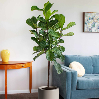 Fiddle-Leaf Fig Tree