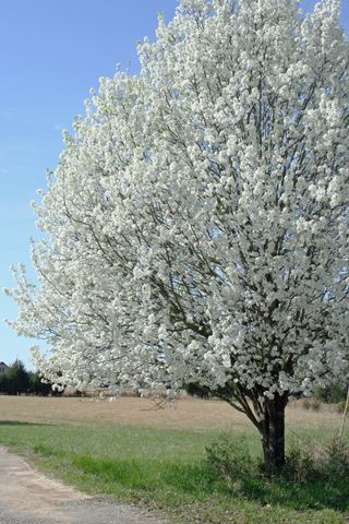 Bradford Pear tree in full spring blossoms with lots of white flowers