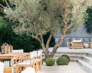 Gravel garden with olive tree