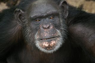 chimpanzees art, human society of the united states, medical research ethics