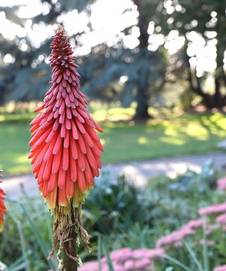 Red hot poker