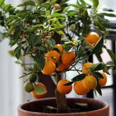 tangerine tree in container