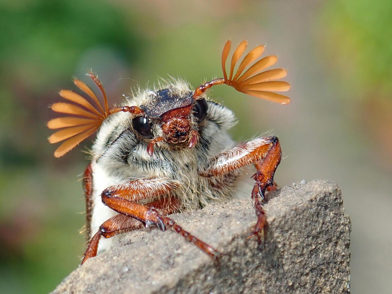 A male cockchafer fans his antennae to pick up the scent of a potential mate. (Credit: Anne Riley)