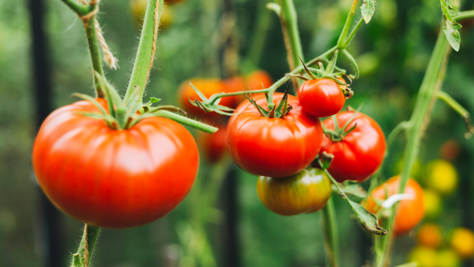 tomatoes on plants 
