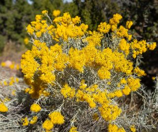 rubber rabbitbrush growing in poor soil