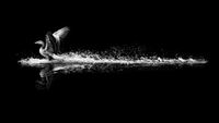 A black and white image captures a bird splashing across water, wings spread, creating ripples against a dark backdrop