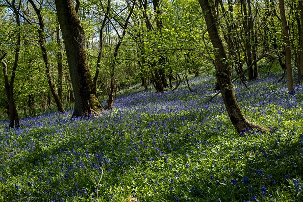 Homebuilding projects must now provide at least a 10% gain in biodiversity 