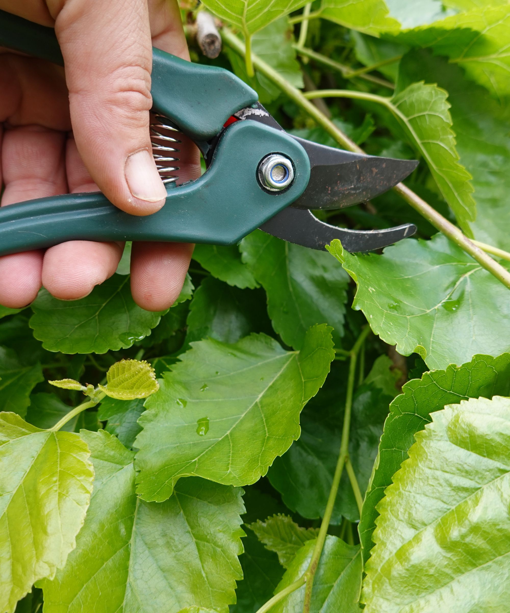Using pruning shears to propagate a mulberry tree