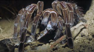 In this staged photograph taken in Venezuela, though, a tarantula called the Goliath birdeater (Theraphosa blondi) easily defeats and consumes the dangerous viper.