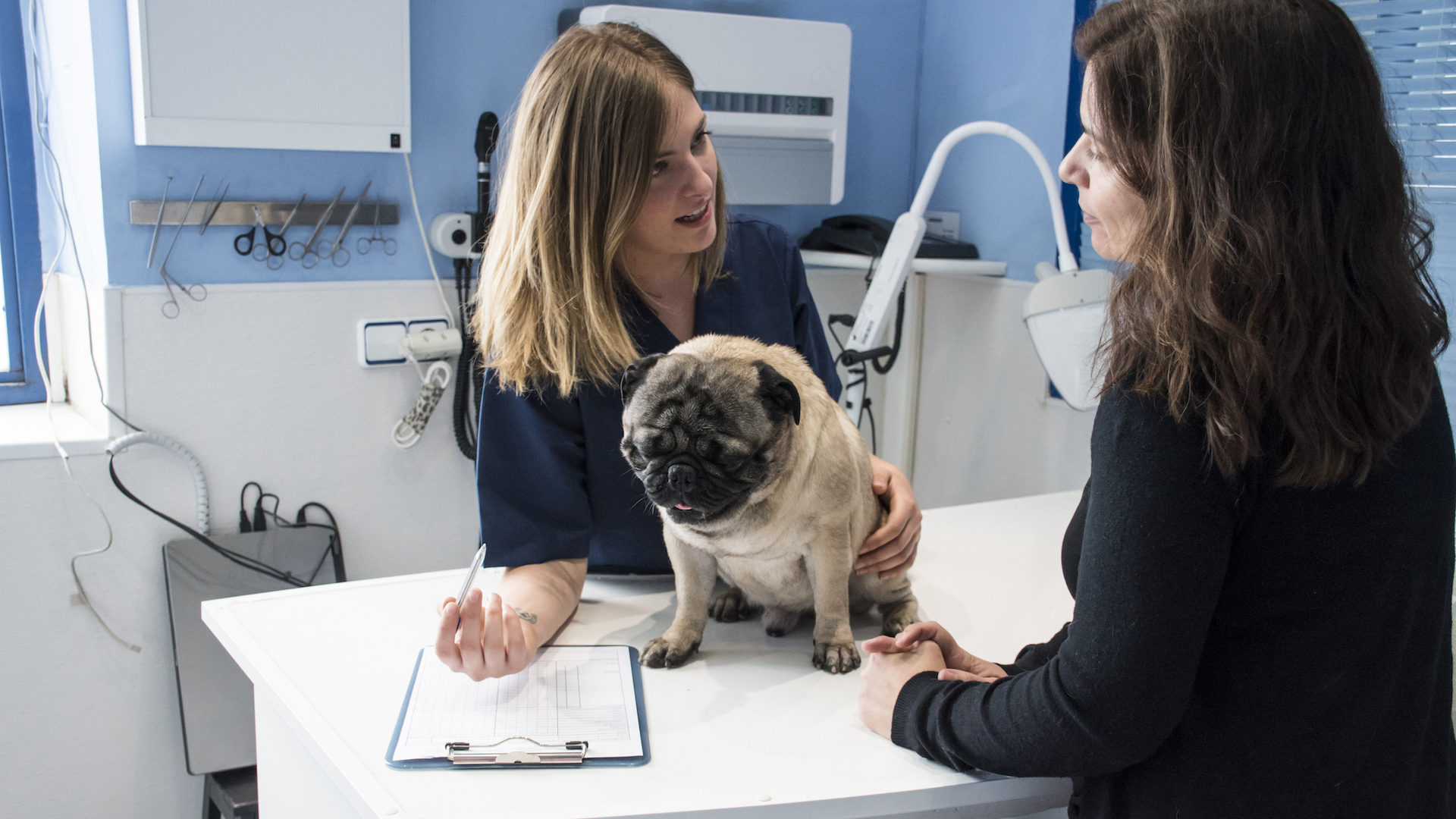 Dog at vet with owner