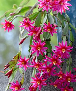 Bright pink Easter cactus flowers