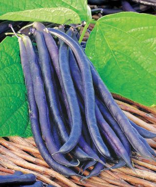 how to grow French beans: French bean variety 'Amethyst' at harvest