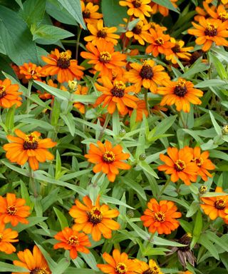 Zinnia Profusion Orange flowering in summer display