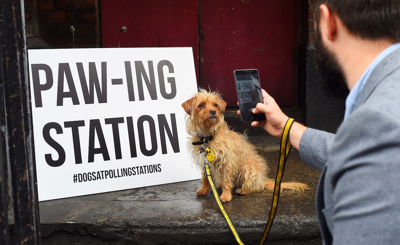 Dogs At Polling Stations