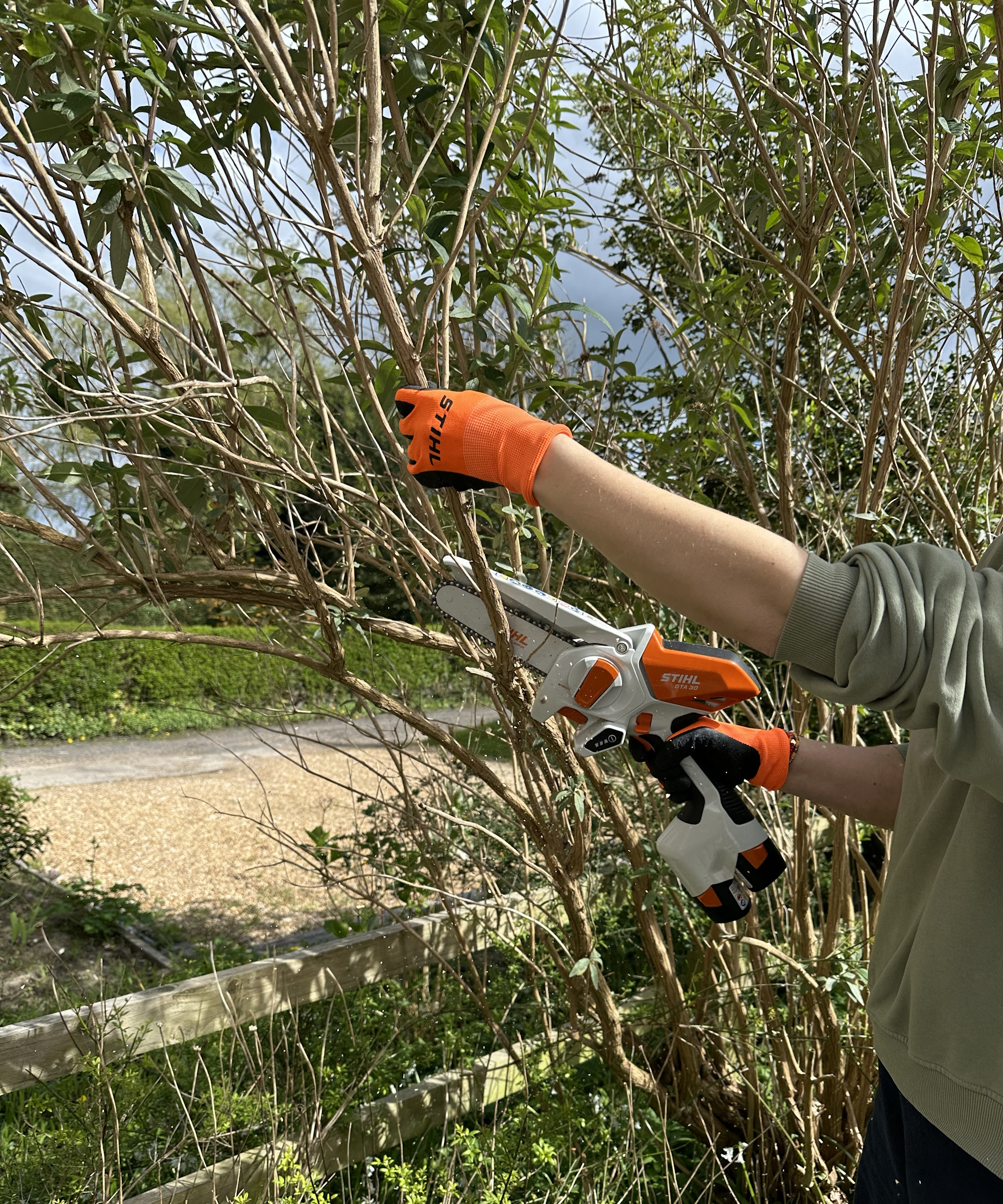 Pruning butterfly bush branches with Stihl GTA 30 Pruners