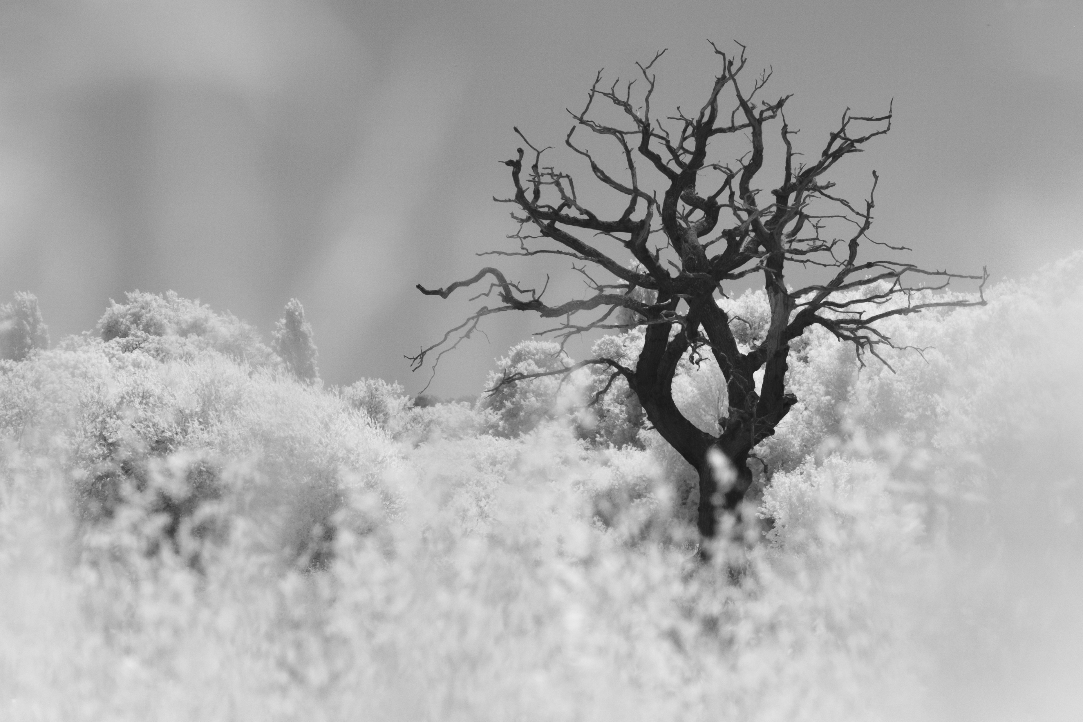A photo taken on an infrared camera