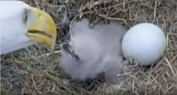 A bald eagle feeds its eaglet.