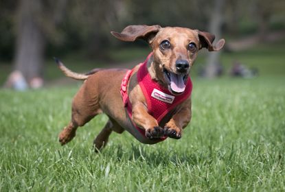 A dachshund enjoys running through the grass.