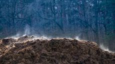 A pile of manure, steaming in wintry air against a forest background.
