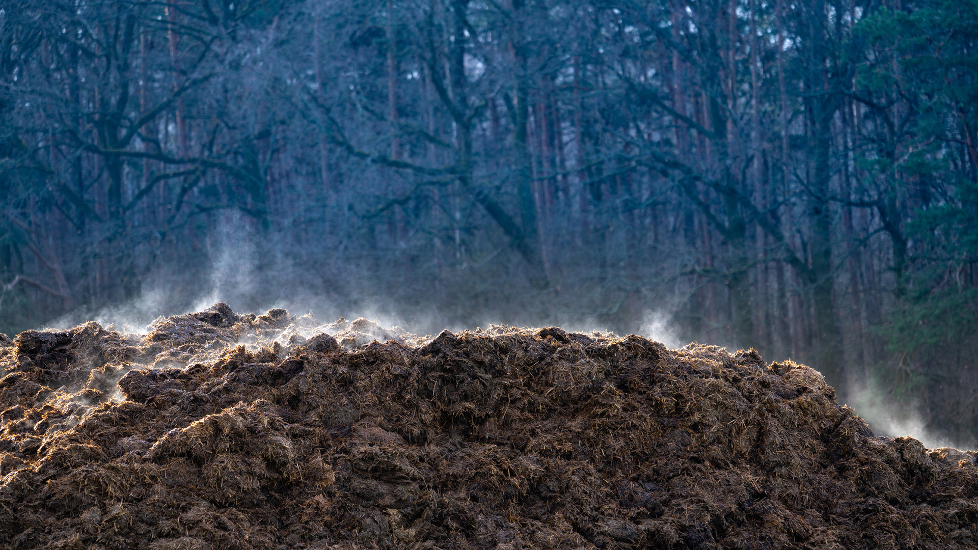 A pile of manure, steaming in wintry air against a forest background.