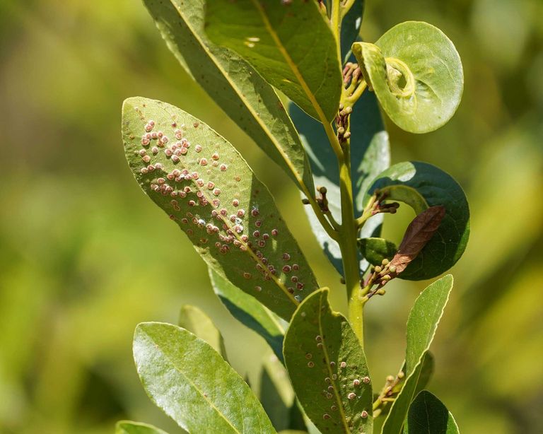 Bay tree problems and solutions 5 tips for healthy plants Gardeningetc