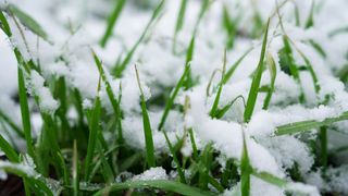 Snow on blades of grass