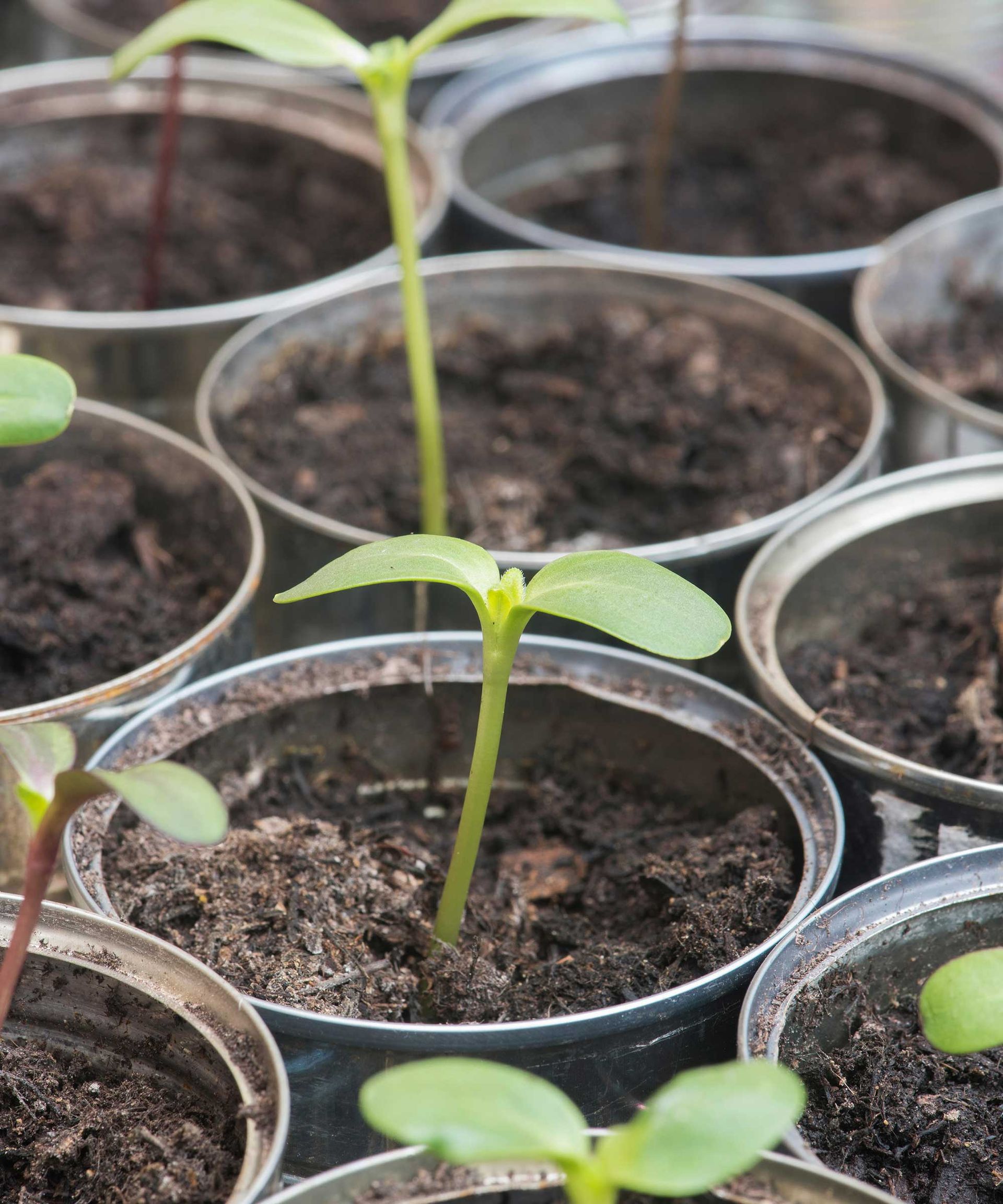 How to grow sunflowers top tips on planting and caring for these