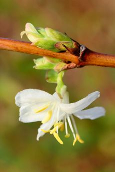 Lonicera x purpusii 'Winter Beauty'. Highly fragrant flowers of winter flowering honeysuckle 'Winter Beauty'