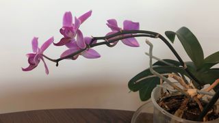 An orchid which has grown a fresh stem from an existing one