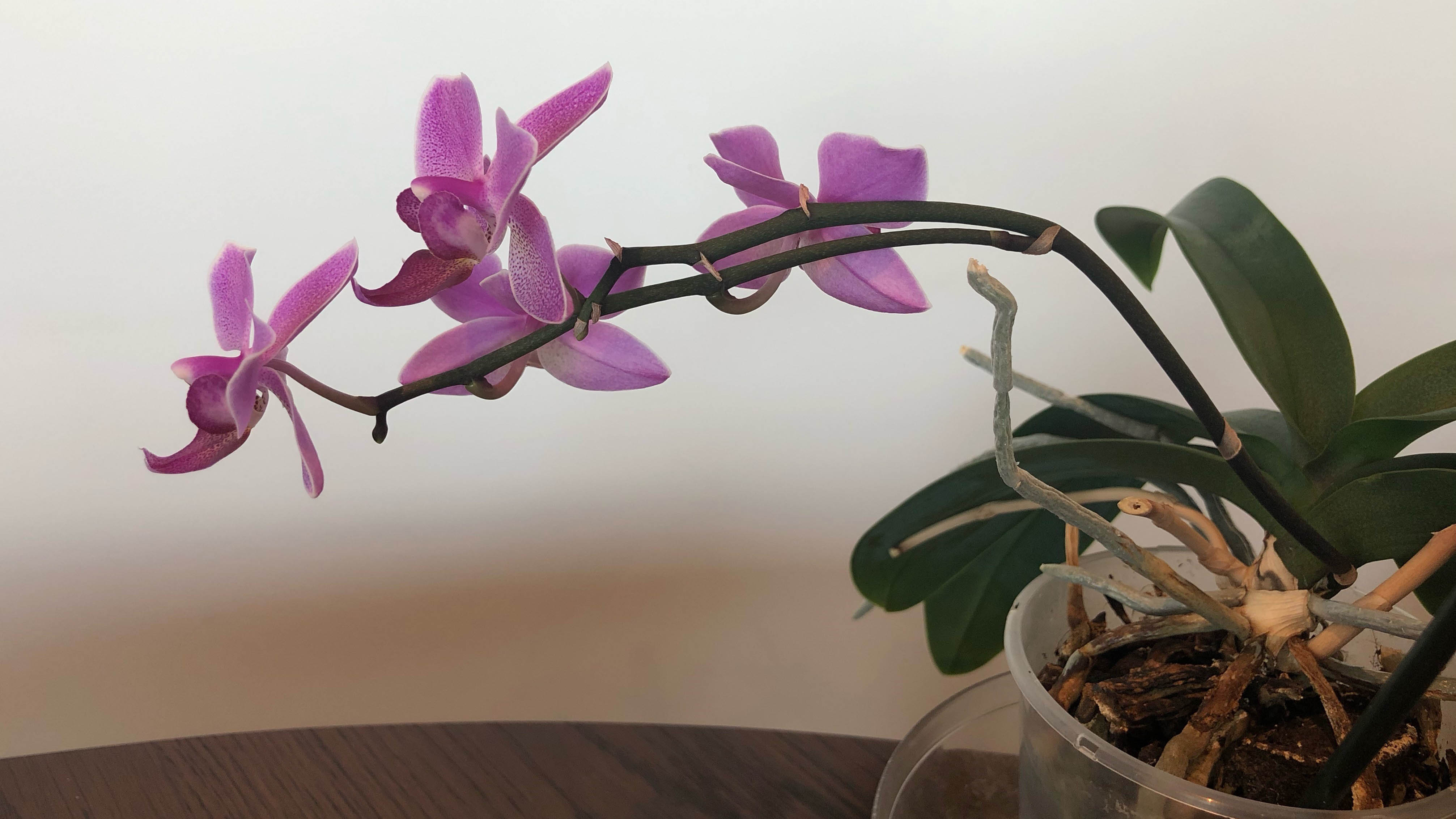 Орхидея, выросшая из старого стебля.